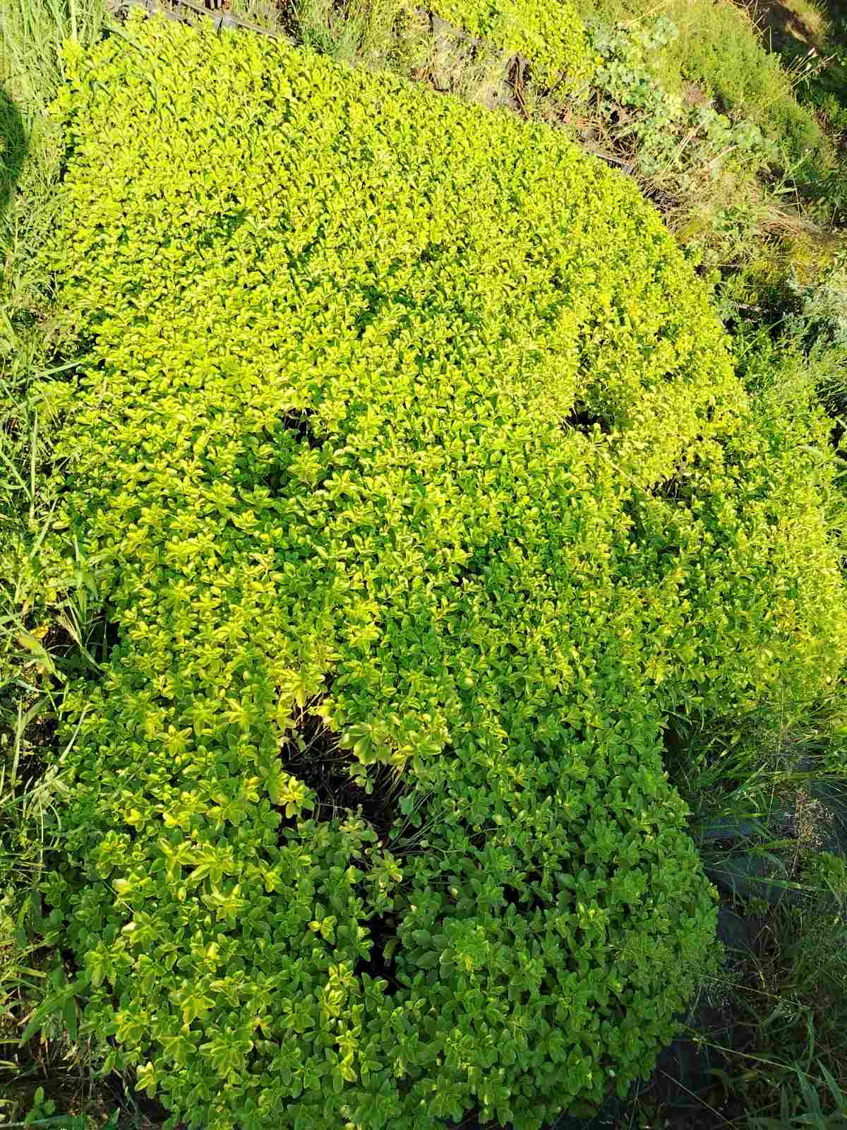 Sedum hybridum - 2